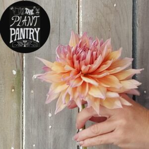 Dahlia 'Mango Madness'