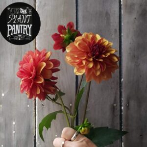 Dahlia 'Creme de cognac'