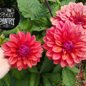 Dahlia 'American Dawn'
