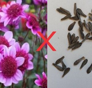 Dahlia Seeds (Blue Bayou x)