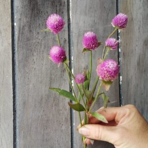 Gomphrena Pale lilac