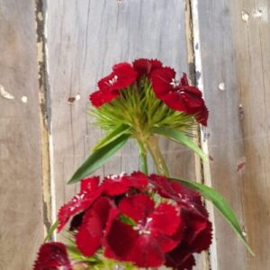 Sweet William Black Cherry