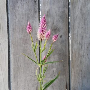 Celosia 'Flamingo Feathers'
