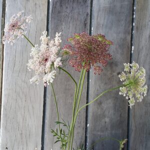Dara Chocolate Lace Flower (Daucus)