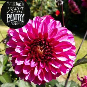 Dahlia 'Profundo'