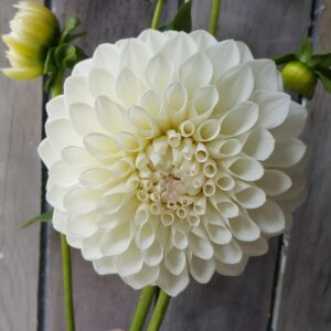 Dahlia 'Ryecroft Jan'