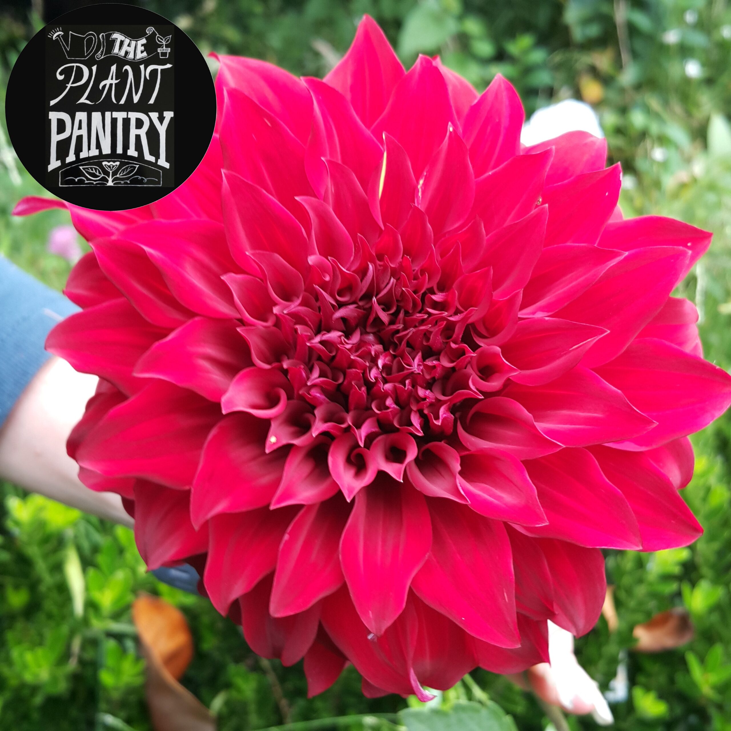 Dahlia 'Spartacus'