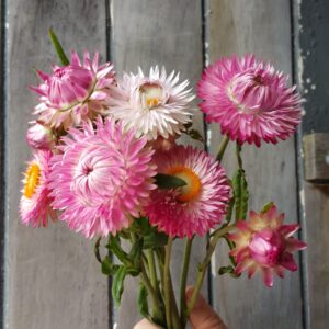 Strawflower Silvery Rose