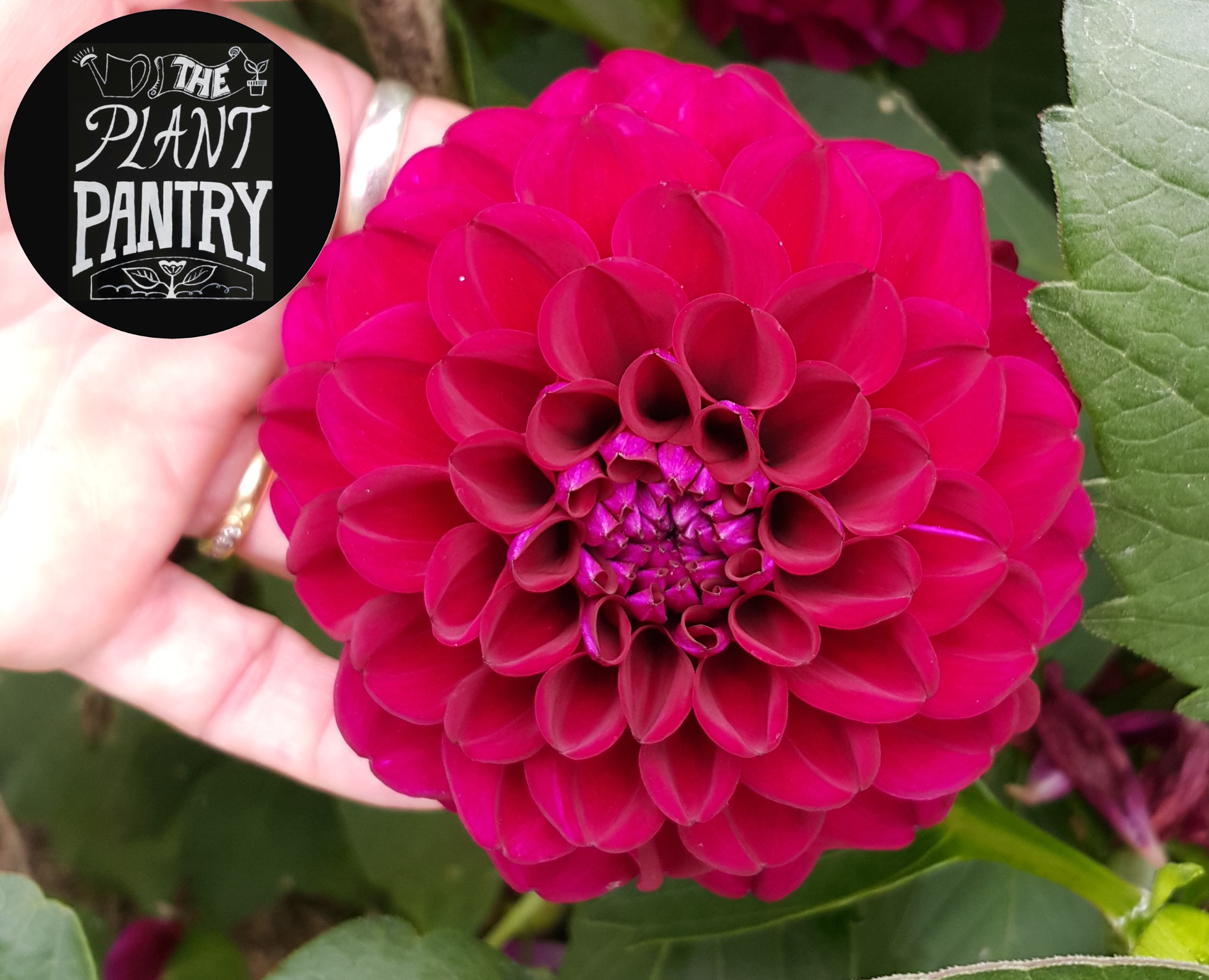Dahlia 'Zirconia'