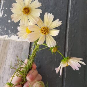 Cosmos 'Apricot Lemonade'