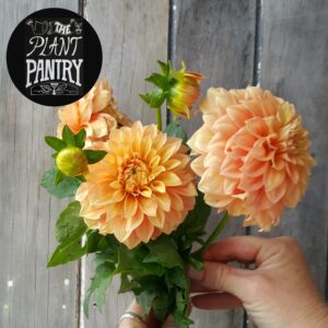 Dahlia 'Bracken Palomino'