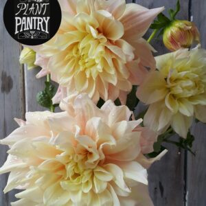 Dahlia 'Breakout'