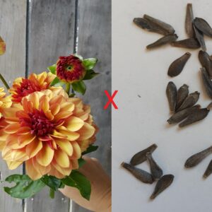Dahlia Seeds (Creme de cognac x)