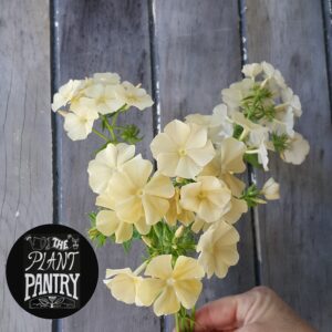Phlox 'Isabellina'