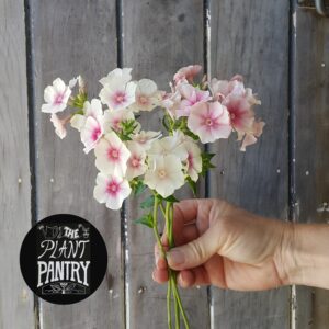 Phlox 'Blushing Bride'
