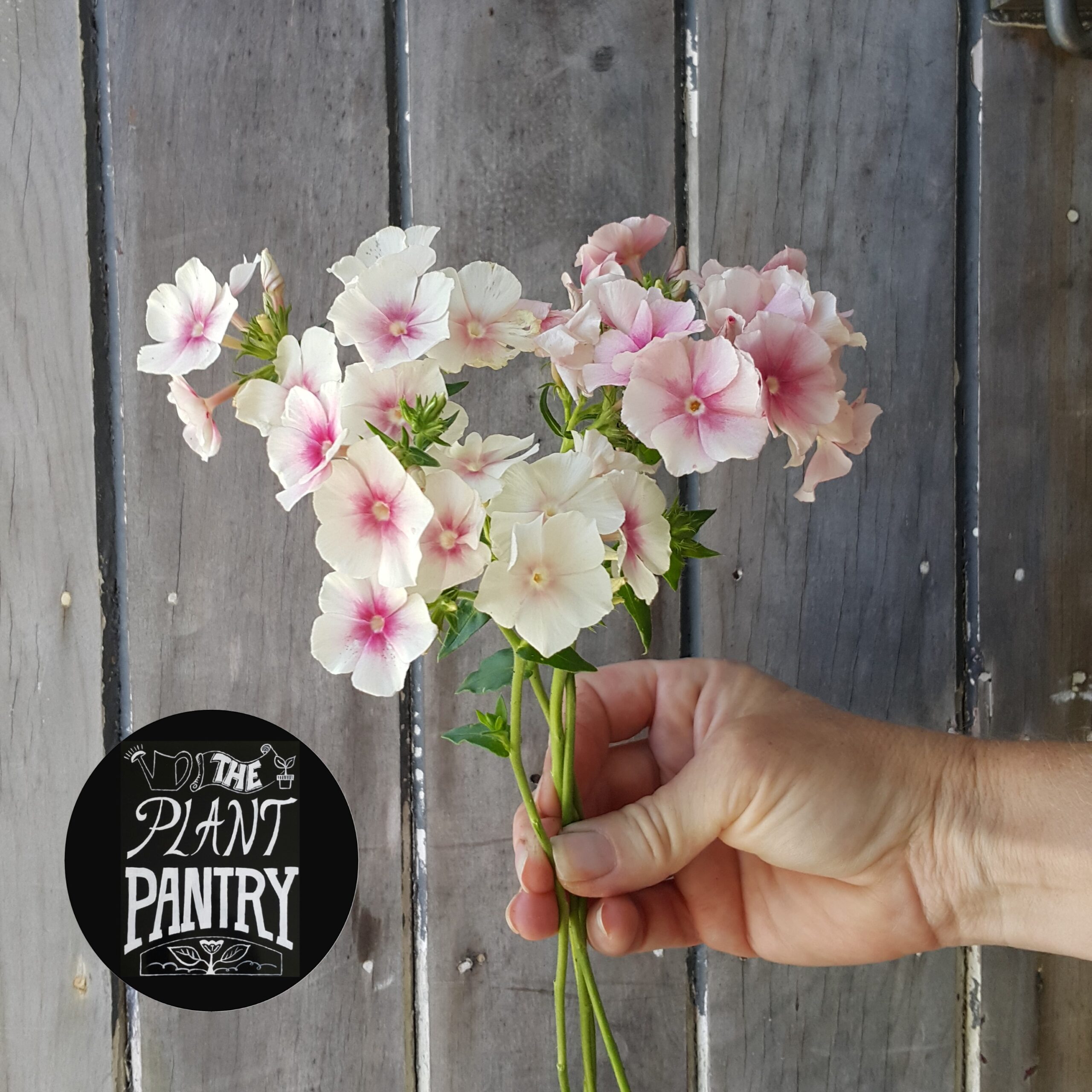 Phlox 'Blushing Bride'