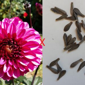 Dahlia Seeds (Profundo x)