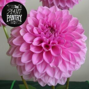 Dahlia 'Aylestone Amethyst'
