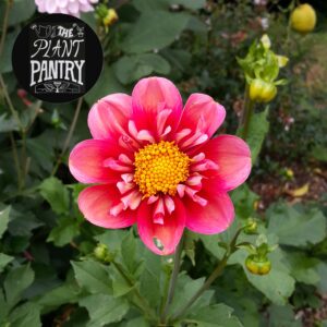 Dahlia 'Haven's Ebby'