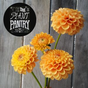 Dahlia 'Maarn/Sylvia'