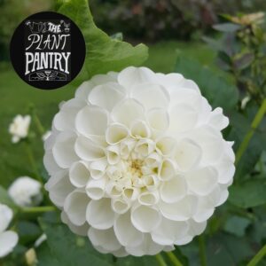 Dahlia 'Orsett Beauty'