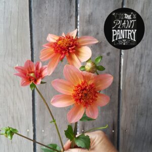 Dahlia 'Totally Tangerine'