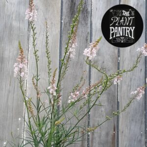 Linaria purpurea 'Canon Went'