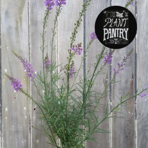 Linaria purpurea 'Purple'