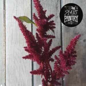 Amaranth 'Crimson Fingers'