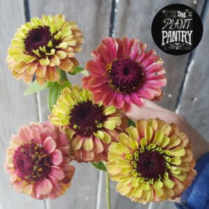 Zinnia Queen Lime Mix