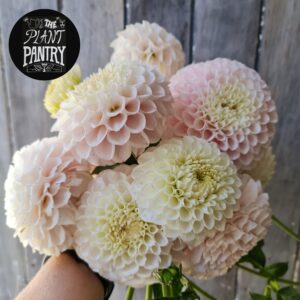 Dahlia 'Pink Pearl'