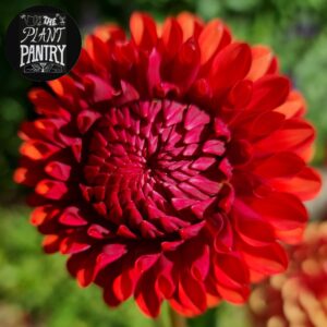 Dahlia 'Copperboy'