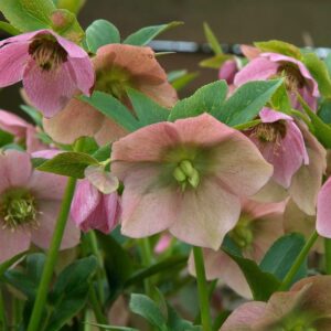 Hellebores orientalis (mixed)