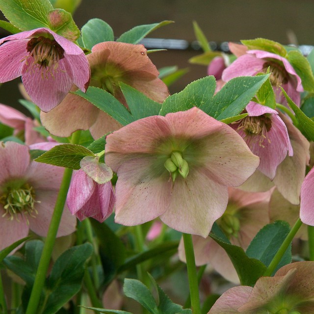 Hellebores orientalis (mixed)