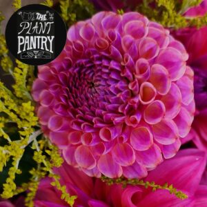 Dahlia 'Caitlins Joy'