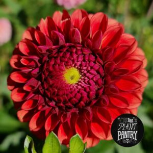 Dahlia 'Brown Sugar'