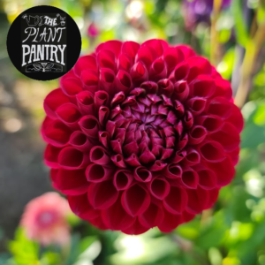 Dahlia 'Cornel'