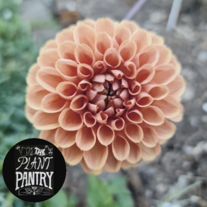 Dahlia 'Cornel Bronze'