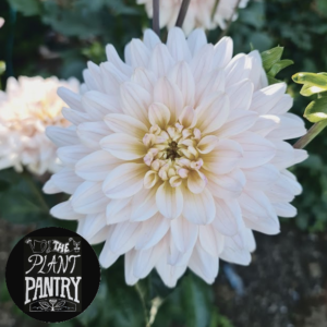 Dahlia 'Diana's Memory'