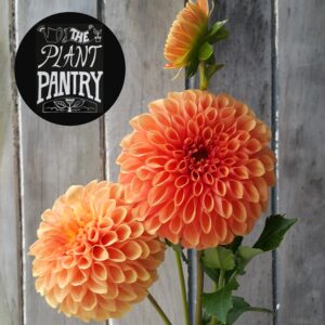 Dahlia 'Jowey Linda'