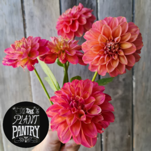 Dahlia 'Milena Fleur'