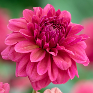 Dahlia 'Perch Hill'