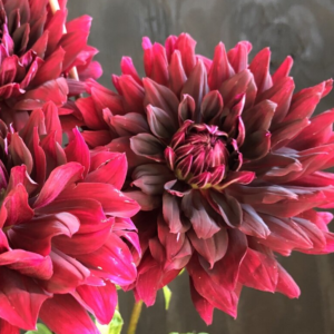 Dahlia 'Rip City'