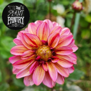 Dahlia 'Seniors Hope'
