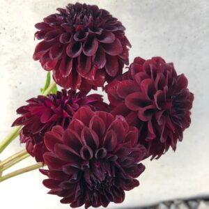 Dahlia 'Shadow Cat'