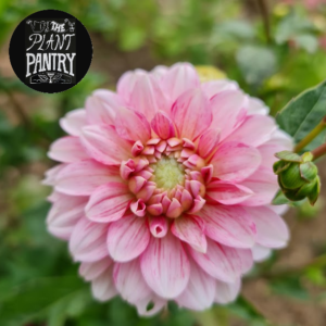 Dahlia 'Strawberry Cream'