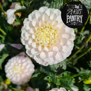 Dahlia 'White Wizard'