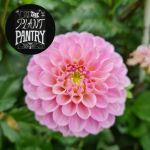 Dahlia 'Wizard of Oz'