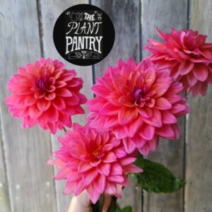Dahlia 'Feline Yvonne'
