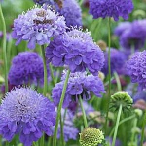Scabiosa atropurpurea   'Oxford blue'